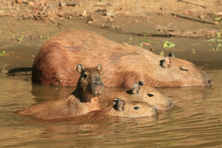 pampas noviembre 135